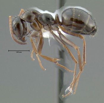 Media type: image;   Entomology 615245 Aspect: habitus lateral view